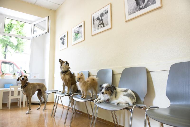 Tierarztpraxis Sarah Watson - unsere Vision